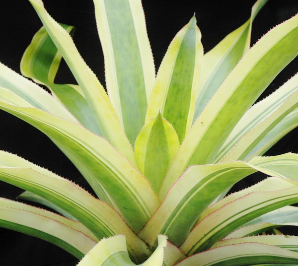 ブロメリア・エアープランツ Aechmea Blanchesteana Lemon Albo Aechmea blanchetiana 'Lemon' - Bromeliad Paradise