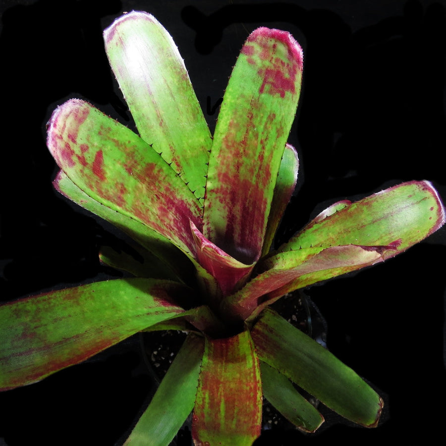 Aechmea nudicaulis var. Medio-Picta