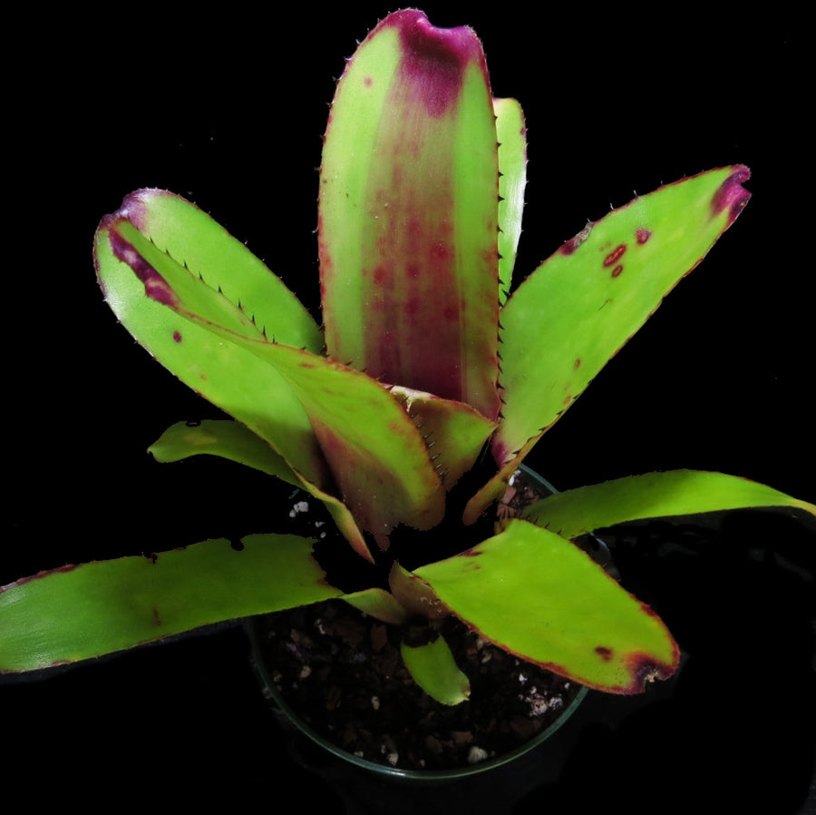 Aechmea nudicaulis var. aurearosea