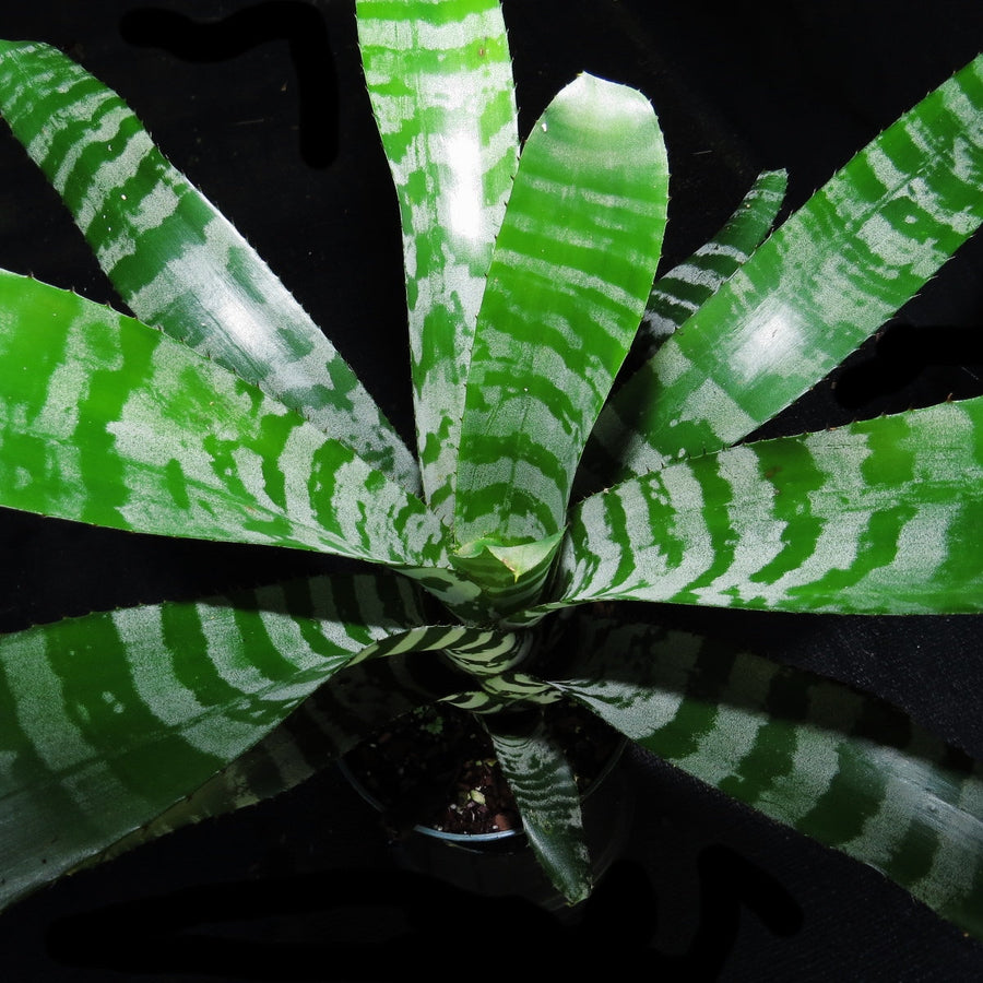 Aechmea zebrina 'Pink'