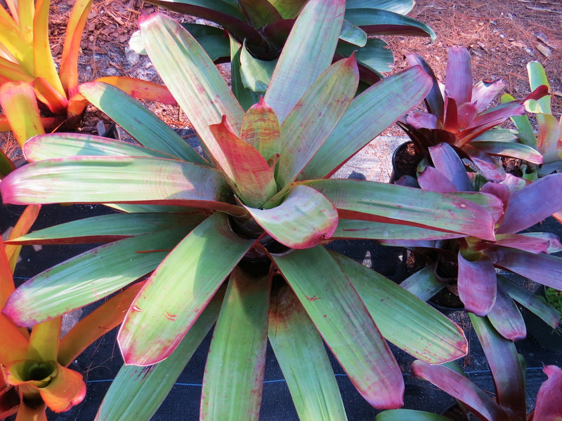 Alcantarea imperialis - Bromeliad Paradise