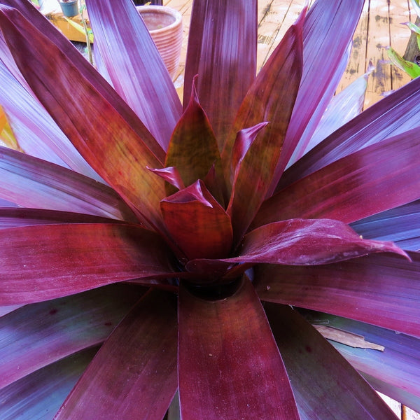 Alcantarea 'Merlot' - Bromeliad Paradise