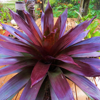 Alcantarea 'Merlot' - Bromeliad Paradise