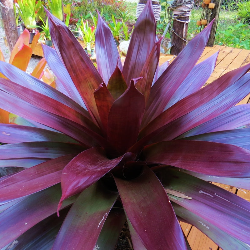 Alcantarea 'Merlot' - Bromeliad Paradise