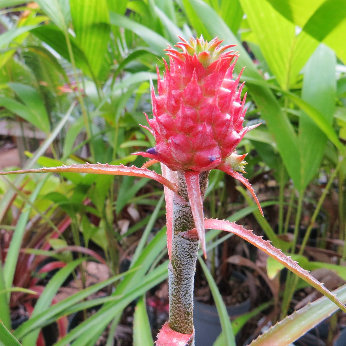 mini pineapple plant Ananas 'Mini Pineapple'