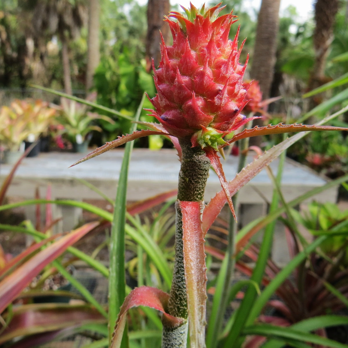bromeliad pineapple plant for sale Ananas 'Mini Pineapple'