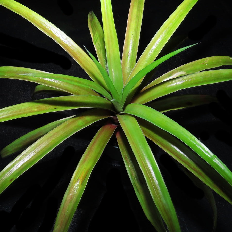 chocolate pineapple plant Ananas 'Chocolat'
