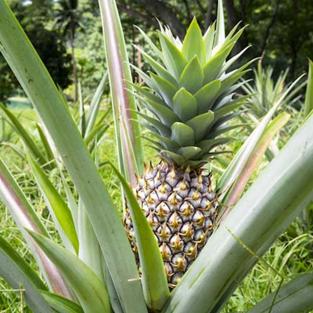 chocolate pineapple plant Ananas 'Chocolat'