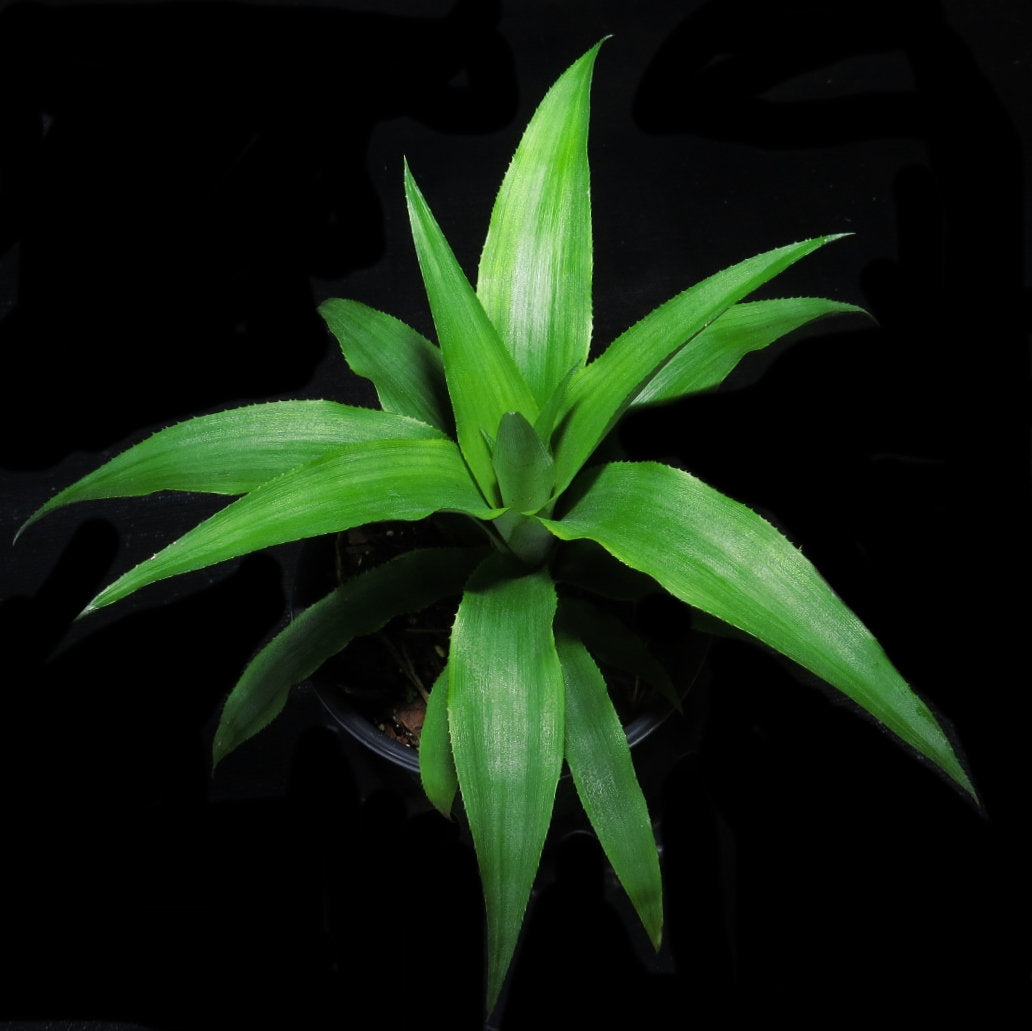 elite gold pineapple plant Ananas cosomus Gourmet Pineapple 'Elite Gold'