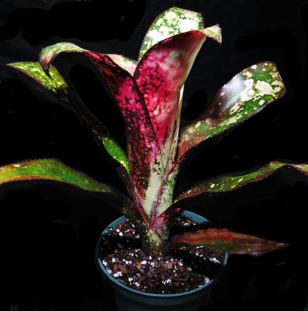 Billbergia vittata 'Domingos Martins'