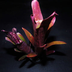 Billbergia_Hallelujah_X_vittat