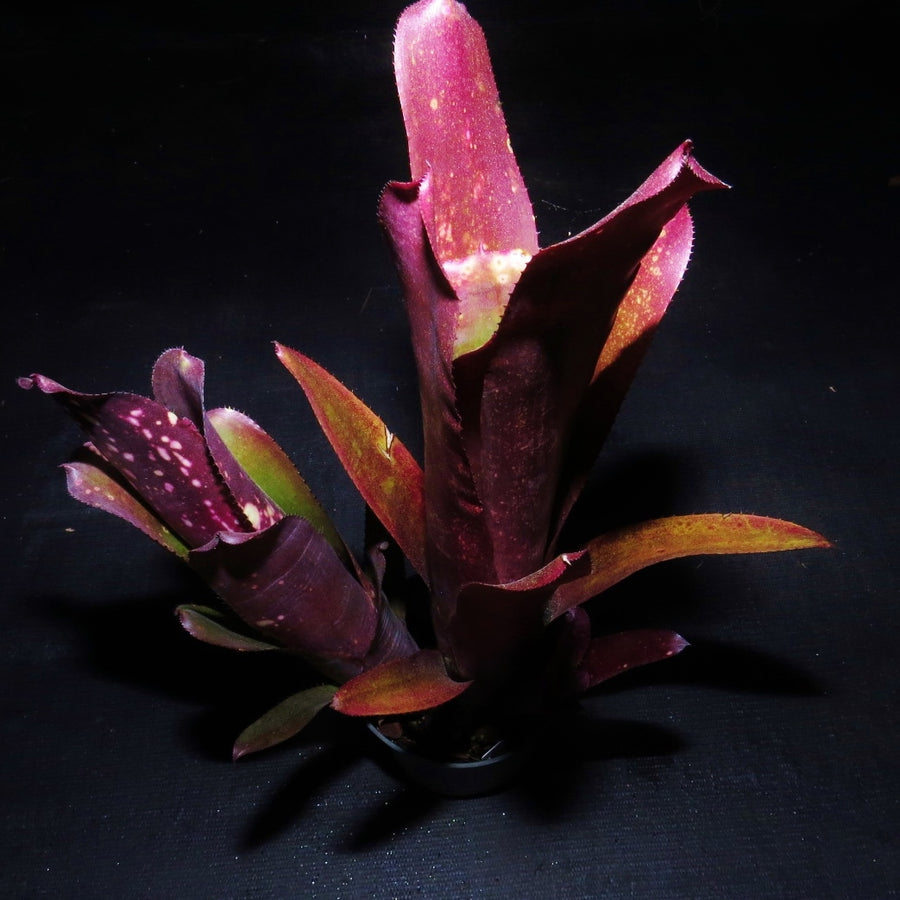 Billbergia 'Hallelujah' X vittata | Bromeliad Paradise