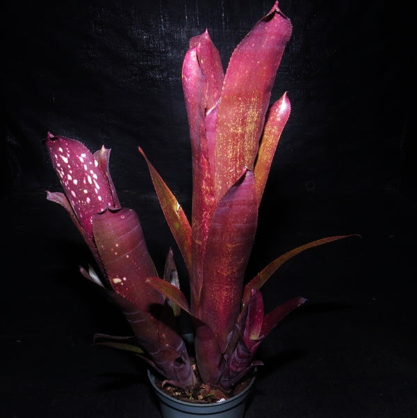 ブロメリア　billbergia tonepra i tuty tooth Billbergia Toneprai Tuty Tooth - メルカリ