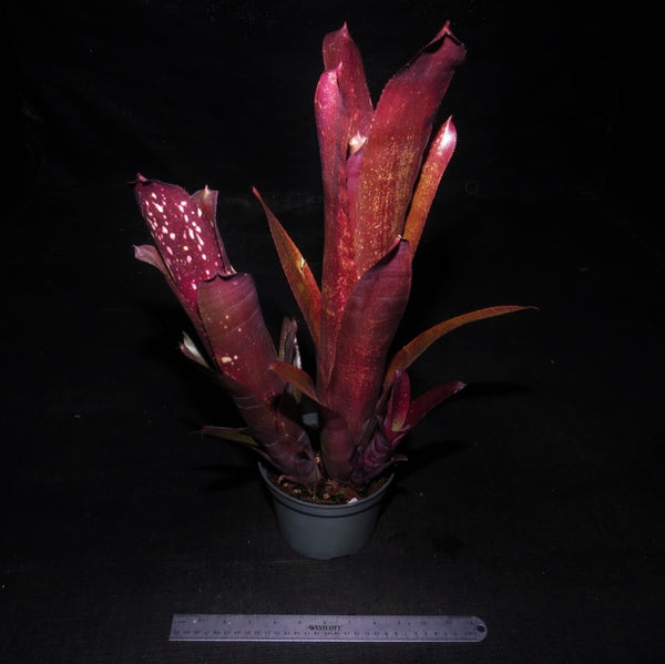 Billbergia_Hallelujah_X_vittat