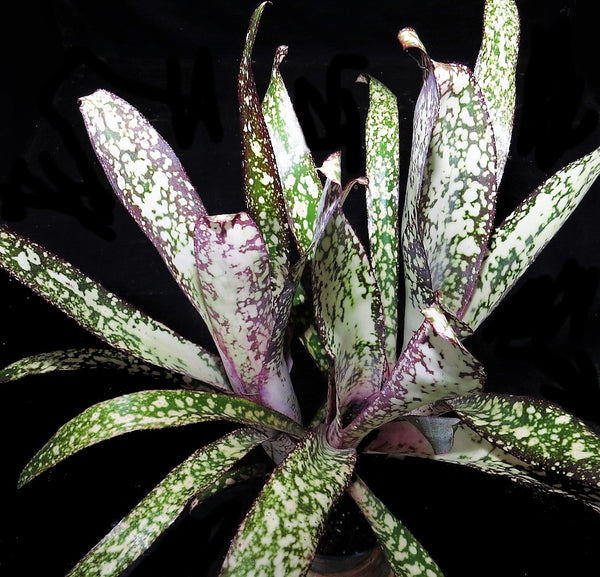 83597 　Billbergia Muriel Wなど4点 Billbergia Muriel Waterman - Bird Rock Tropicals