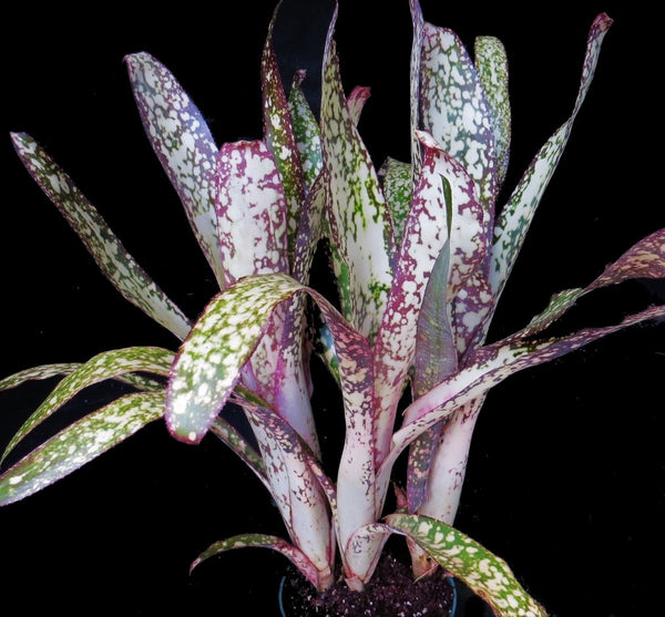 83597 　Billbergia Muriel Wなど4点 Billbergia Muriel Waterman - Bird Rock Tropicals