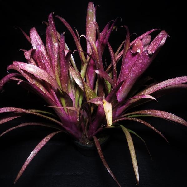 ブロメリア・エアープランツ Billbergia Teng Ee Billbergia 'Teng ee' - Bromeliad Paradise