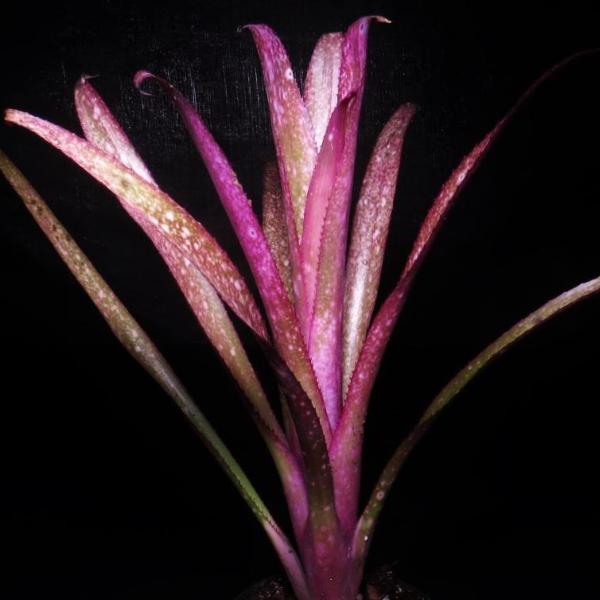 Billbergia 'Teng ee' - Bromeliad Paradise