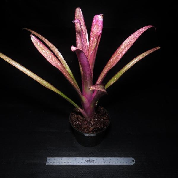 Billbergia 'Teng ee' - Bromeliad Paradise