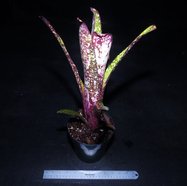 Billbergia 'Wild Thing' - Bromeliad Paradise