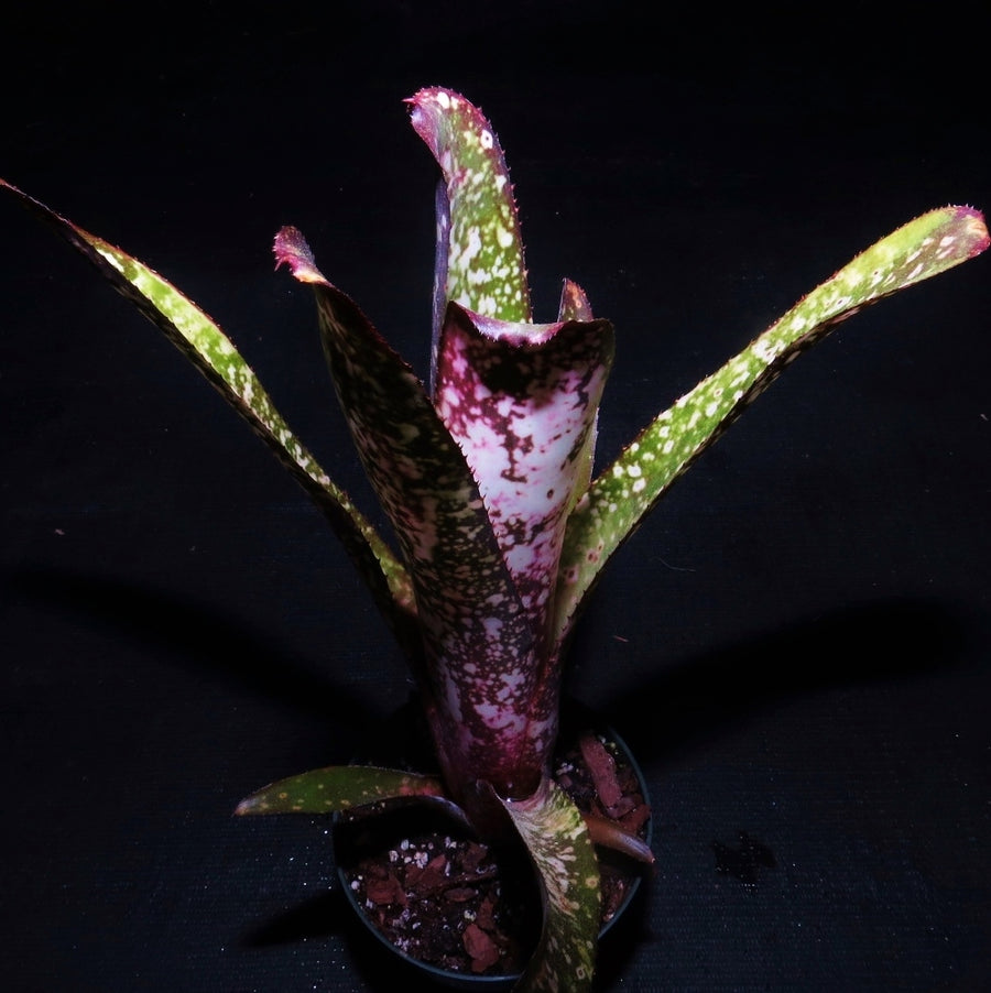 Billbergia 'Wild Thing' | Bromeliad Paradise
