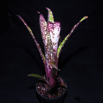 Billbergia 'Wild Thing' | Bromeliad Paradise