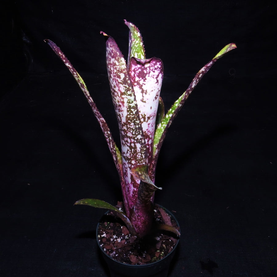 Billbergia 'Wild Thing'