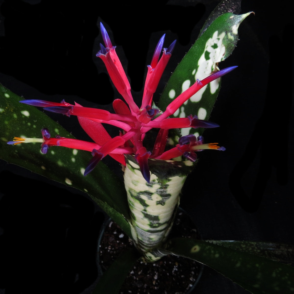 Billbergia vittata 'Domingos Martins '