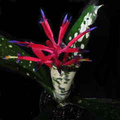 Billbergia vittata cv. Domingos Martins'