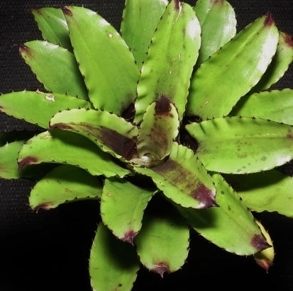 Canistrum triangulare - Bromeliad Paradise