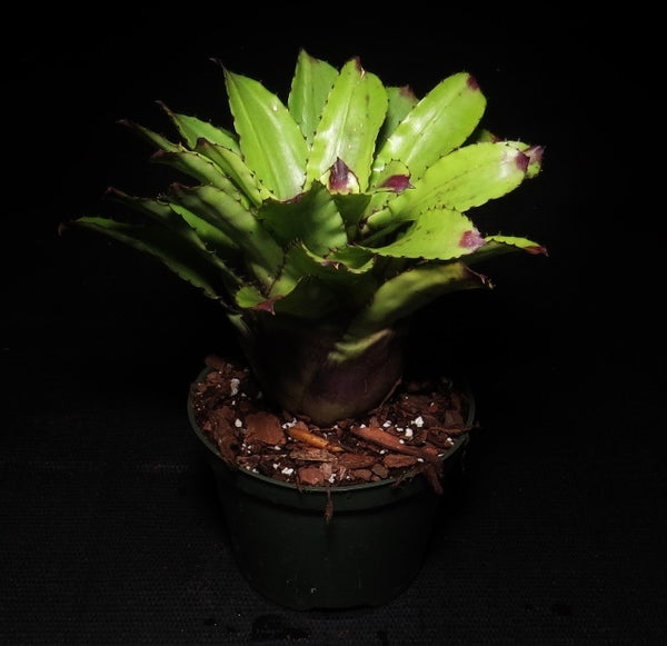 Canistrum_triangulare_03_600x.