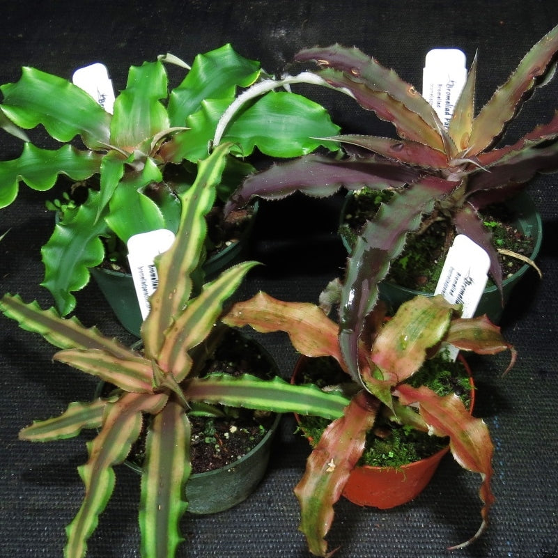 Cryptanthus Four Pack