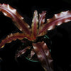 Cryptanthus 'Cinnabar'