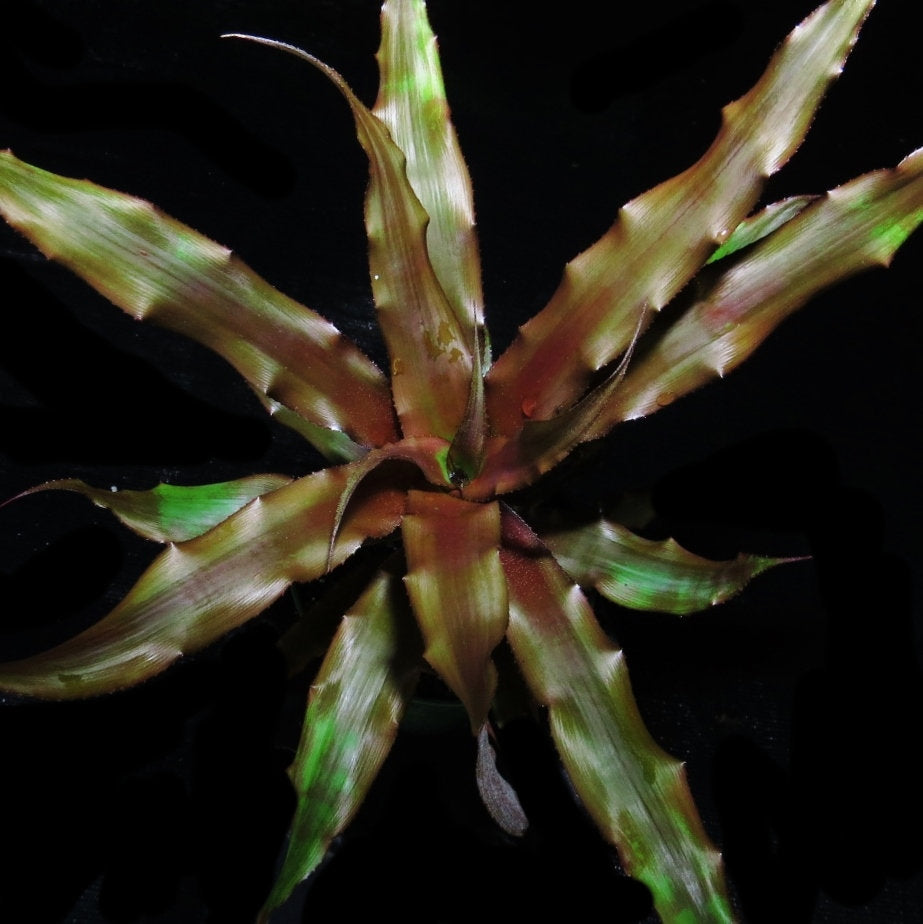 Cryptanthus 'Hummels Haze'