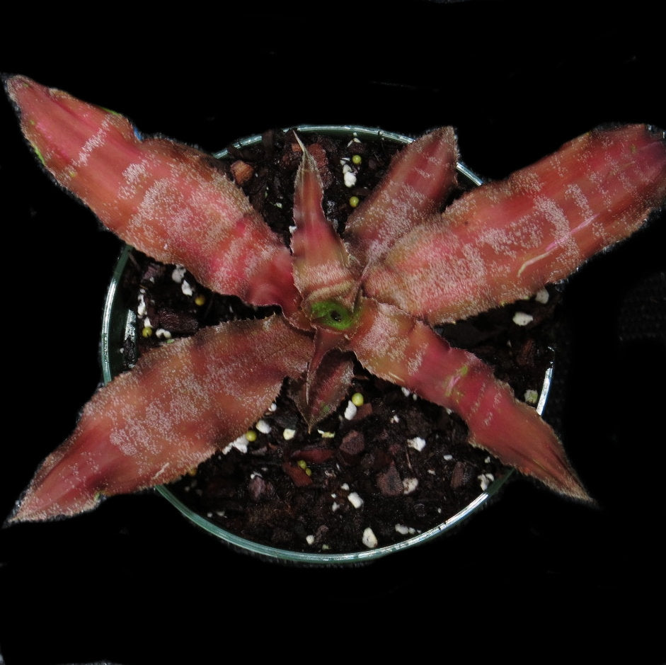 Cryptanthus 'Madam Gamma Waskinii'
