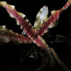Cryptanthus 'Mason Congo'