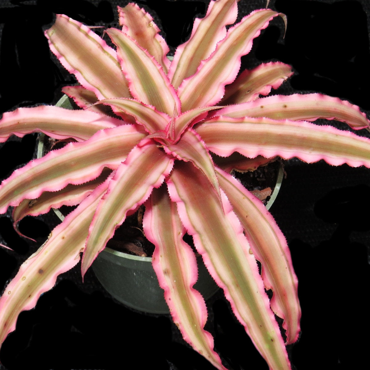 starlite succulent Cryptanthus 'Pink Starlight'