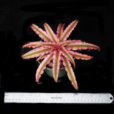 Cryptanthus 'Pink Starlight'