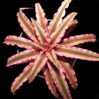 Cryptanthus 'Pink Starlight'