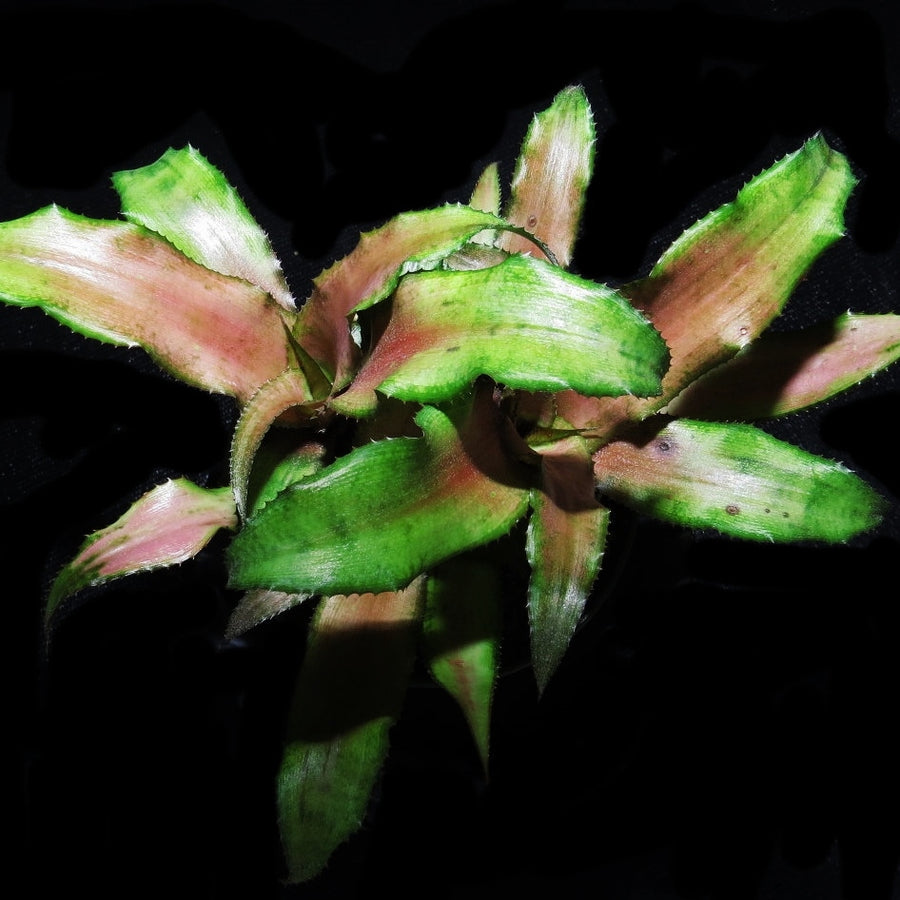 Cryptanthus 'Tutti Frutti'