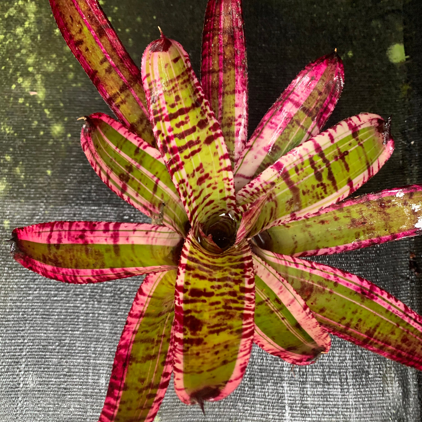 Aechmea 'Frosty The Snowman' - Bromeliad Paradise