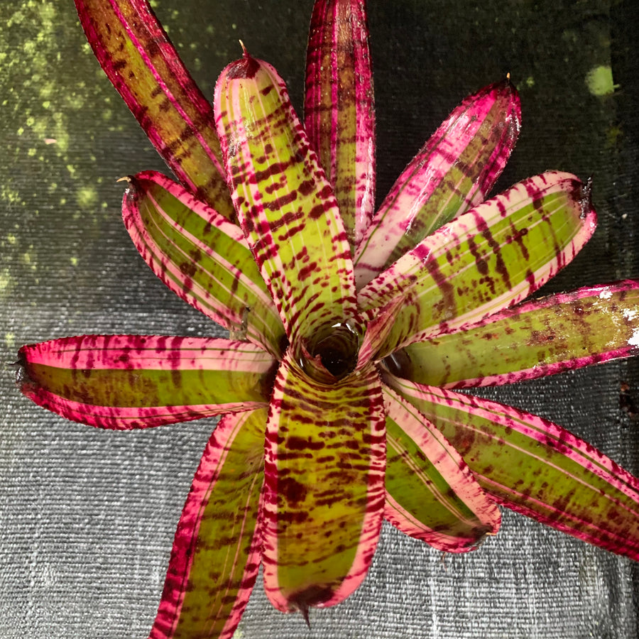 Neoregelia 'Banshee'