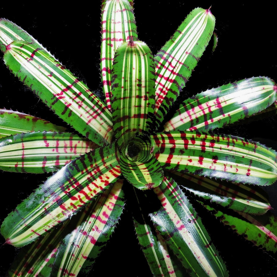Neoregelia carolinae ‘Tricolor’ X ‘Skotak’s Tiger’ (Variegated)