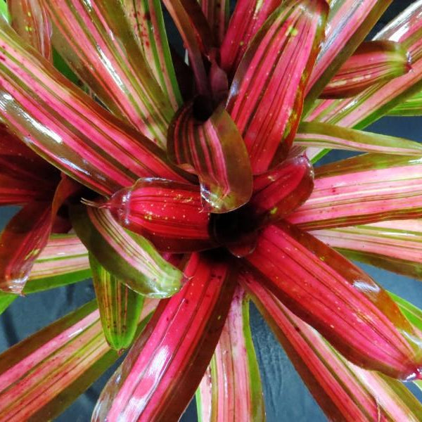 Neoregelia 'Enchantment' aka 'Larnach's Enchantment' (Variegated) | Bromeliad Paradise