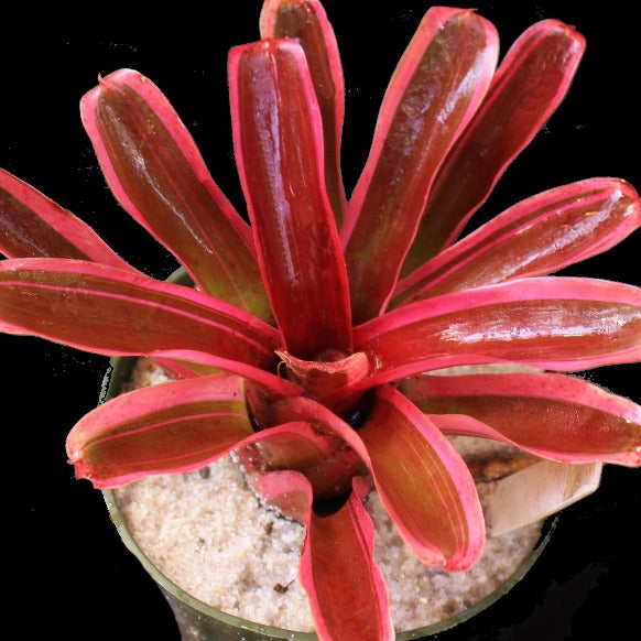 Neoregelia 'Donger'