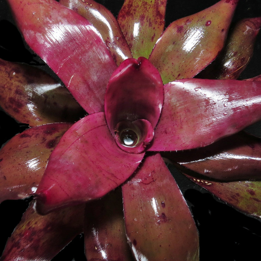 Neoregelia 'Takemura Grande' x johannis