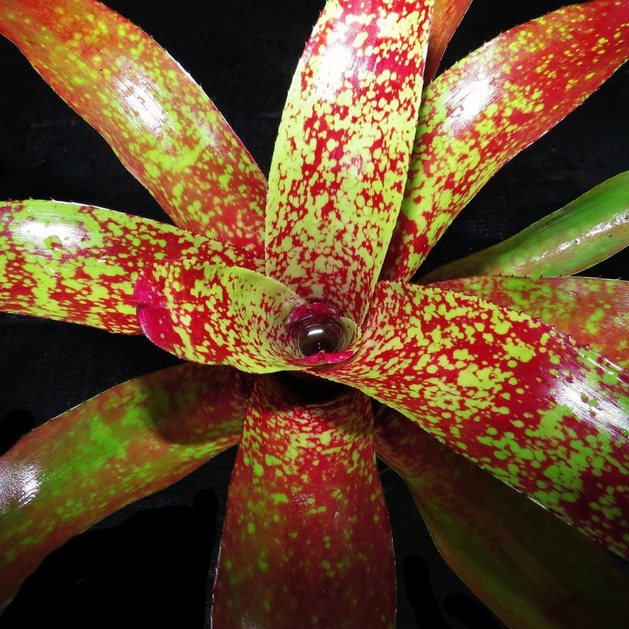 Neoregelia 'Aztec' x carcharodon