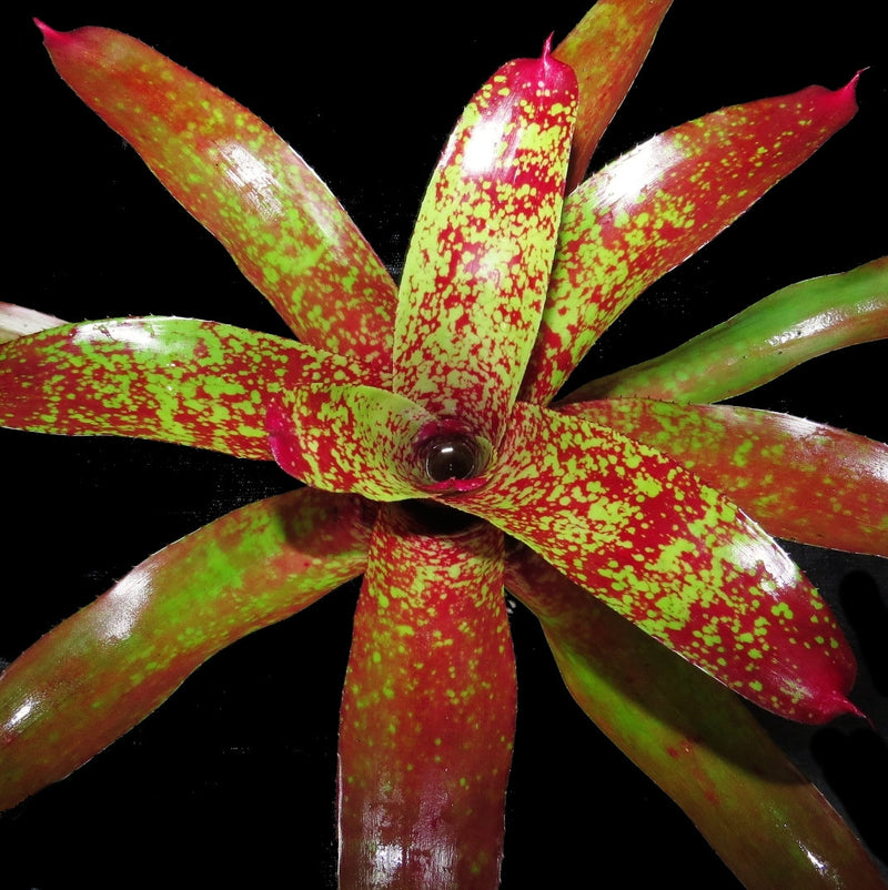 Neoregelia 'Aztec' x carcharodon - Bromeliad Paradise