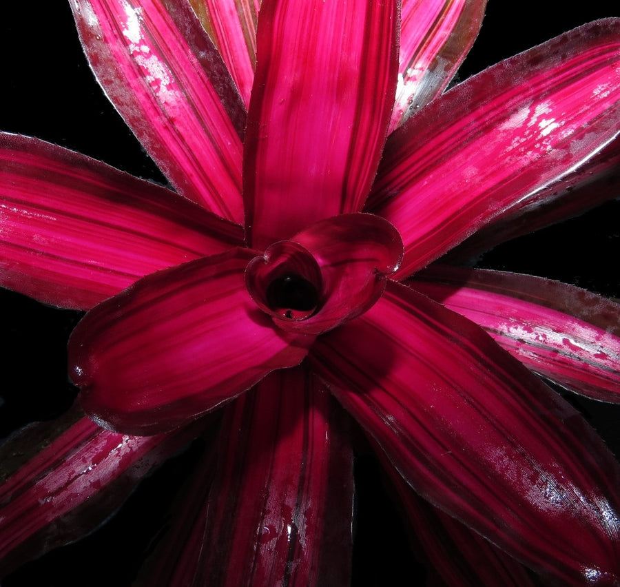 Neoregelia 'Backstabber'