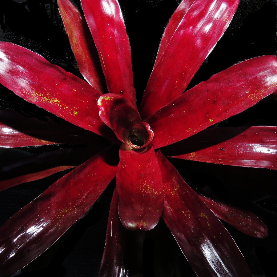 Neoregelia 'Bing Cherry' x compacta